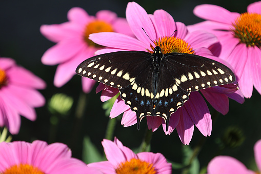 A black swallowtail butterfly samples flowers in the summer.  This photo taken in southern Quebec in 2022