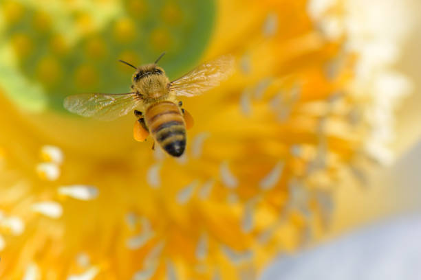 abelha de mel na flor de lótus - lotus root water lotus plant - fotografias e filmes do acervo