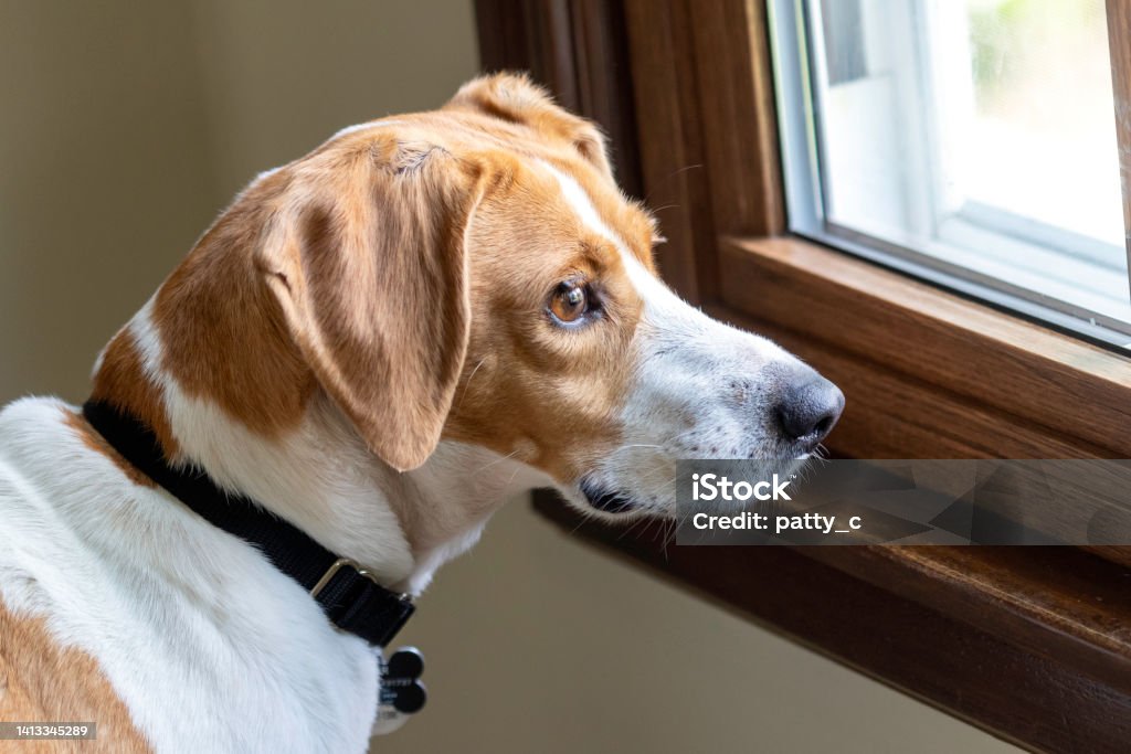 Waiting Hound mix looking longingly out the window Dog Stock Photo