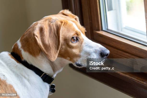 Waiting Stock Photo - Download Image Now - Dog, Anxiety, Separation