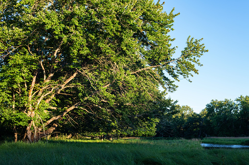 Undisturbed wilderness in a national park.