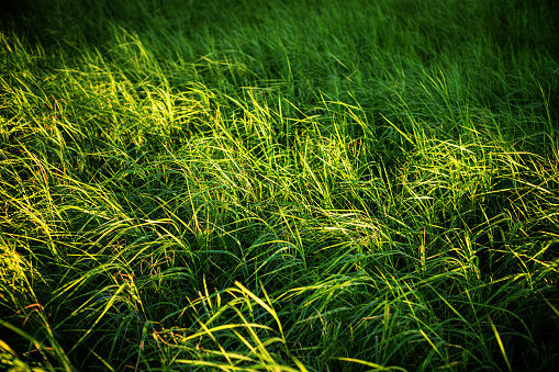 Marshland grass in a National Park.