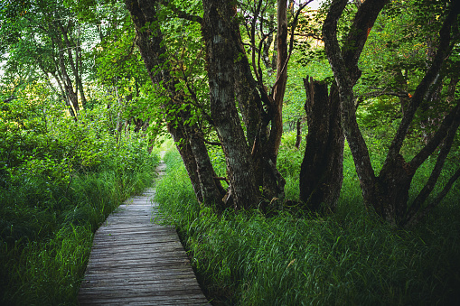 A boardwalk leads through marshland in a National Park.