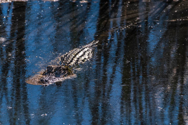 a huge alligator is jumping out of the water in the Everglades in Florida