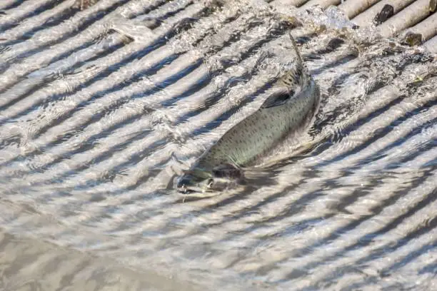 Photo of Fate of the Fish Ladder