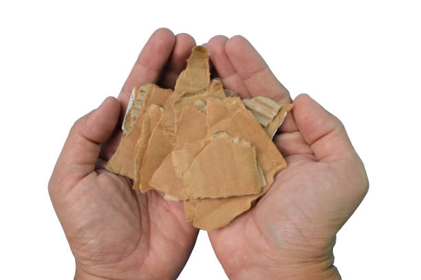 istock Hand holding torn paper cardboard isolated on a white background 1413355554