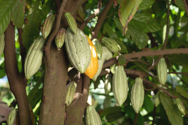 Branch  with cacao pods on tree close up view