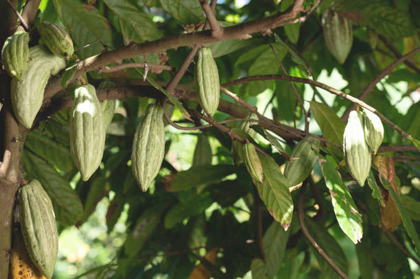 istock New growing cacao pods on branch 1413355691