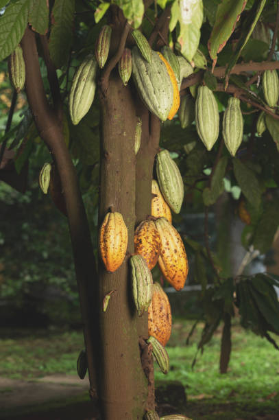 istock Green  cocoa pods  hang on tree trunk 1413355692