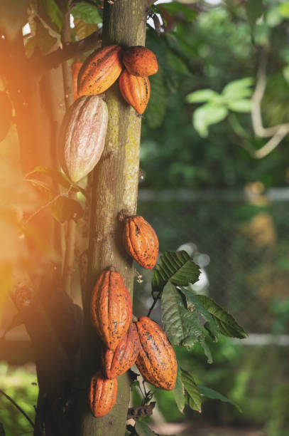 istock Cocoa plant pod  hang on tree 1413355700