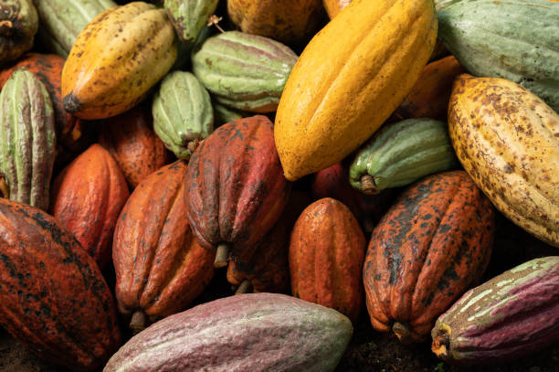 bright colorful cacao plant pod - pod imagens e fotografias de stock