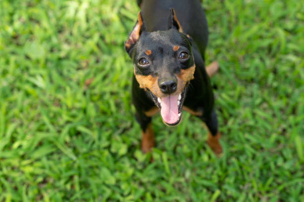 istock Smiley pincher dog portrait 1413355716