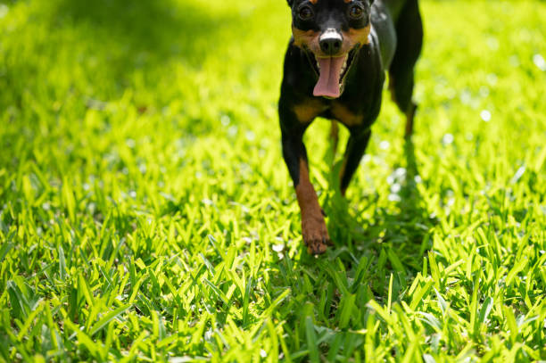 istock Cute portrait of pincher dog 1413355721