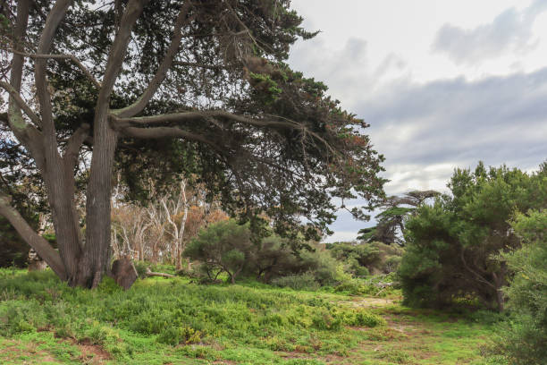 istock landscape with trees and rain clouds 1413359646
