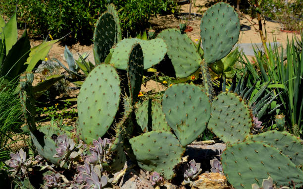 opuntia macrocentra, la tuna púrpura de espinas largas o púrpura, espinosa espinosa, nopal de espina larga, nopal púrpura y tuna de ojo rojo - photography north america cactus plant fotografías e imágenes de stock