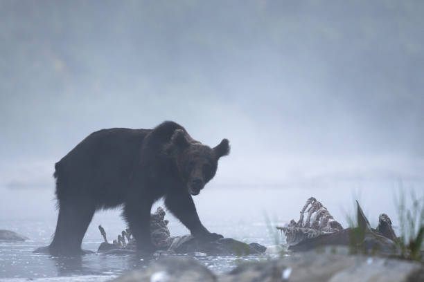 istock A Brown Bear (Ursus arctos) eating a hunted Red Deer (Cervus elaphus). Bieszczady, Carpathians, Poland. 1413359971