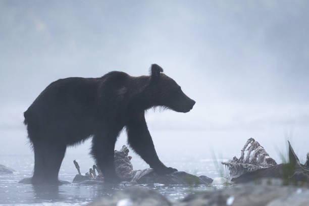 istock A Brown Bear (Ursus arctos) eating a hunted Red Deer (Cervus elaphus). Bieszczady, Carpathians, Poland. 1413360974