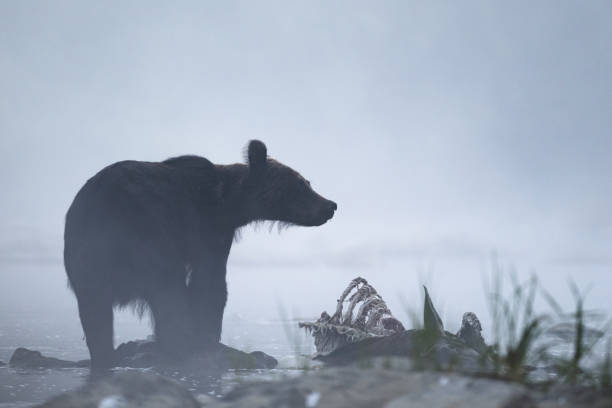 istock A Brown Bear (Ursus arctos) eating a hunted Red Deer (Cervus elaphus). Bieszczady, Carpathians, Poland. 1413361005