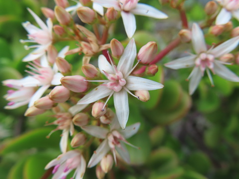 A picture of a flowering Jade plant