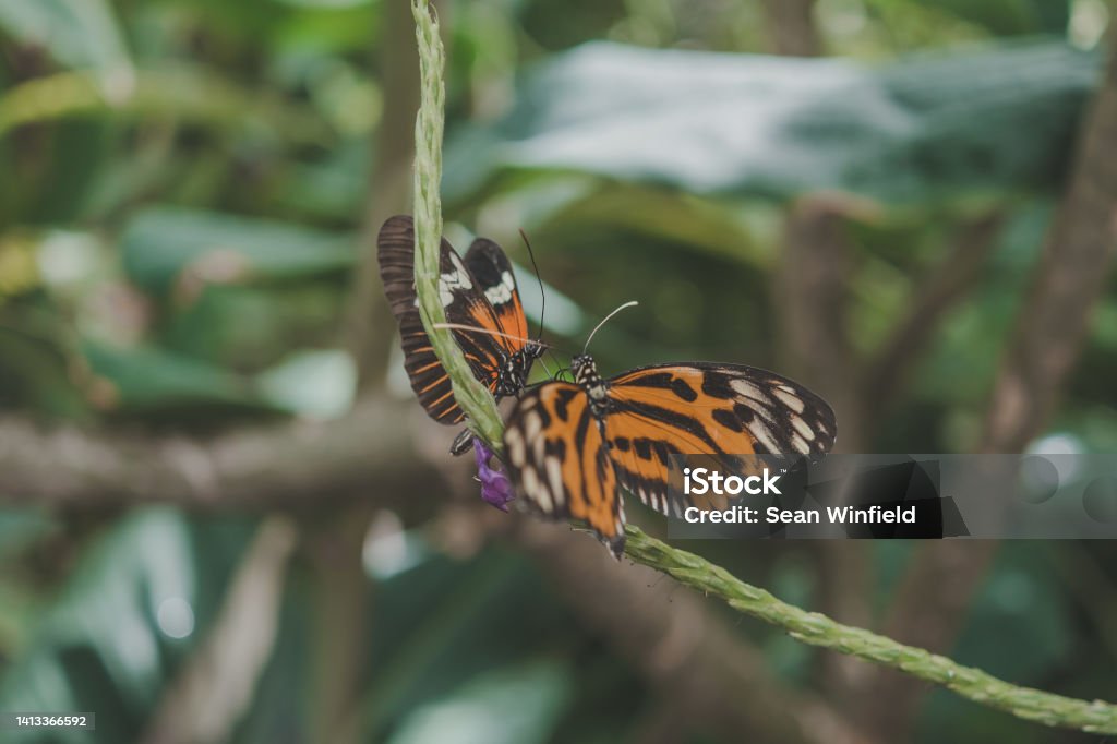 Two butterflies Butterflies Animal Body Part Stock Photo