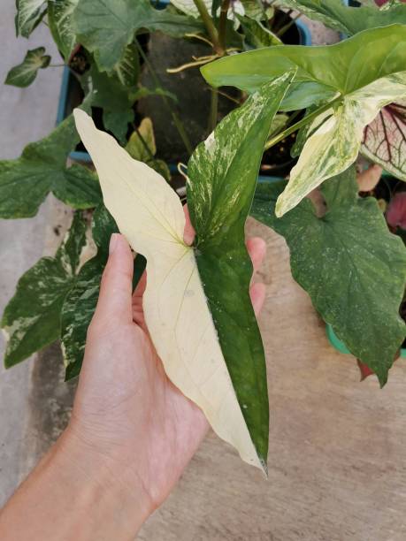 istock Variegated Syngonium plant or arrowhead 1413367343