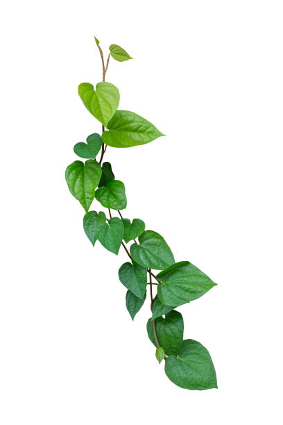 istock Betel leaves, Greenery plants isolated on white background have clipping path 1413367529