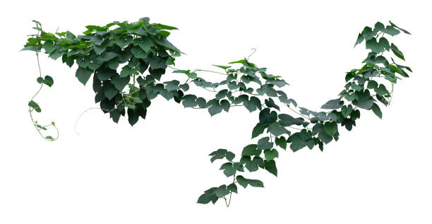 istock Vine plants, Greenery leaves isolated on white background have clipping path 1413367540