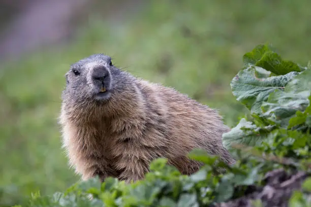 Austria, Salzburg, Woodchuck, Standing, Alpine Marmot