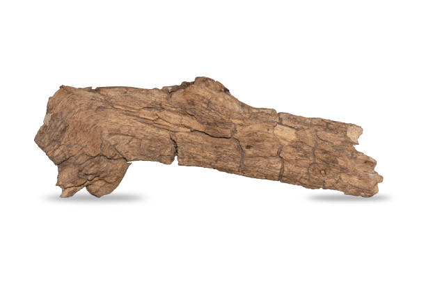 istock branch tree dry cracked dark bark isolated on white background. clipping path 1413367570