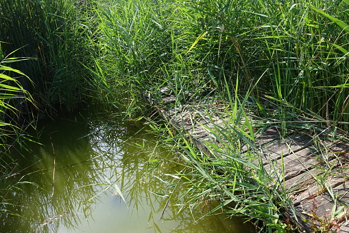 Pond  Abundant and verdant vegetation around a pontoon  Public park