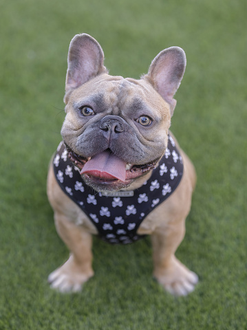 1yearold Blue Fawn Male Frenchie Sitting And Panting With Tongue ...