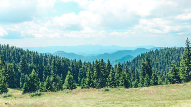 istock Mountain view at the pine forest covered hills. 1413368663