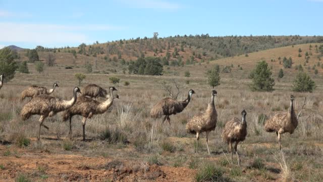 Emus.