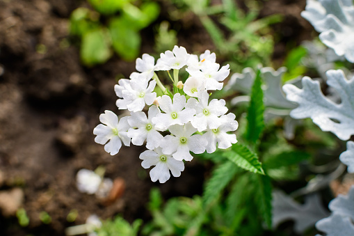 Many delicate fresh white flowers of Verbena Hybrida Nana Compacta plant, in a sunny summer garden, top view of beautiful outdoor floral background photographed with soft focus