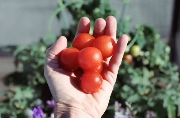 With bush tomato plant background. Group of ripe Red Robin Cherry Tomatoes fruits just harvested from plant grown in roof garden. Selective focus.