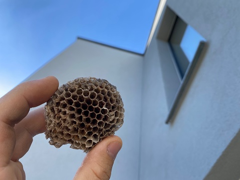 A wasp nest which was removed from a roof corner in Leipzig Germany