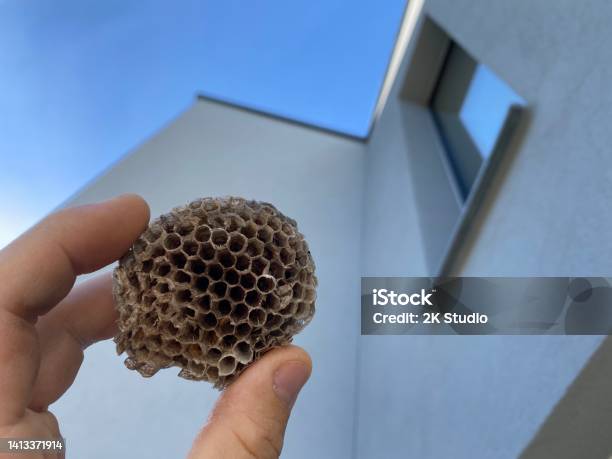 A Wasp Nest Stock Photo - Download Image Now - Removing, Hornet's Nest, Animal Wildlife