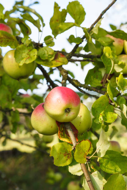 istock Ripe apples on a branch 1413371935