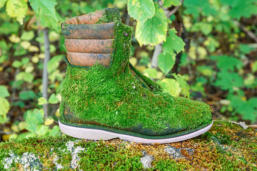 Boot covered with green moss