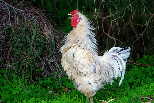 In a garden with grass in spring, some funny silky hens or white feathered Japanese hens, look curiously at the camera, they seem to be posing, no one is seen with them.