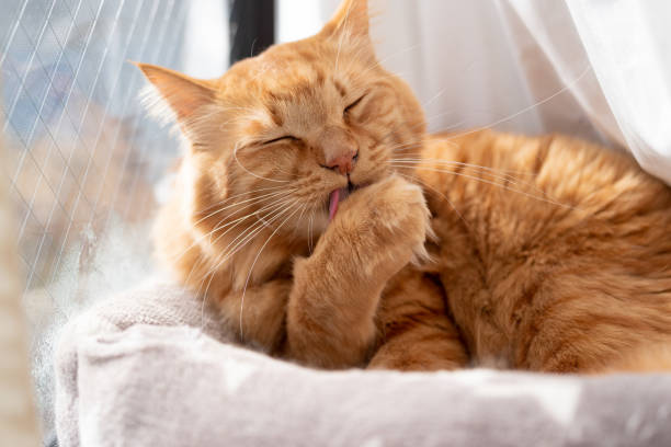 relaxing cat relaxing cat preening stock pictures, royalty-free photos & images