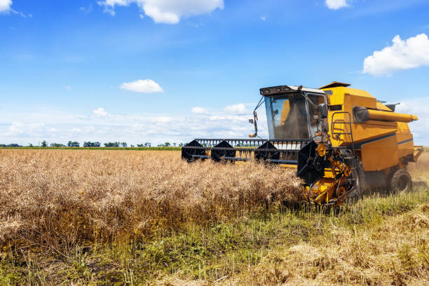 combine harvester cutting ripe rapeseed pods on field stock photo