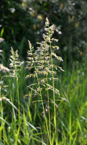 istock Poa grows in the meadow among wild grasses. 1413378029