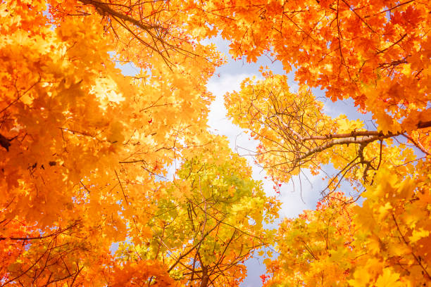 istock Maple leaves against blue sky in sunny autumn day 1413379183