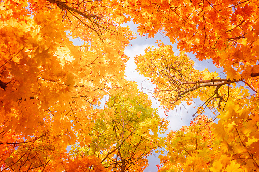 Autumn sun shining through maple tree