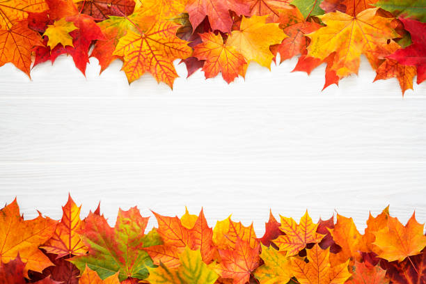 istock Top table view on multi-colored bright maple leaves on a white wooden background 1413379219