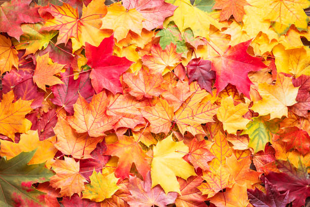 vista dall'alto di foglie d'acero colorate - autumn leaves foto e immagini stock