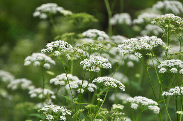 istock Aegopodium podagraria grows as a weed in nature 1413379541