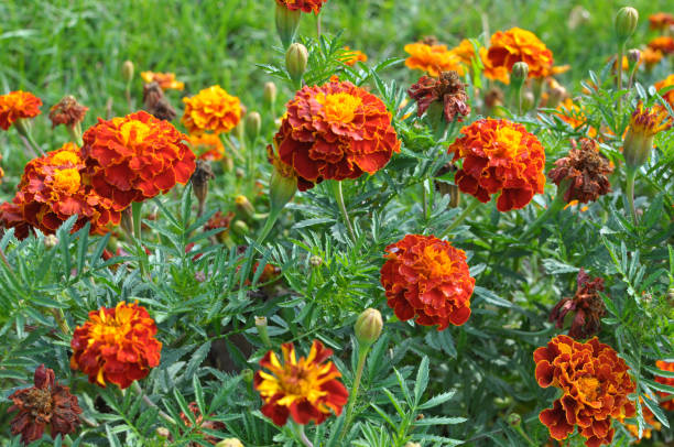 istock Blossom bushes marigold (tagetes) 1413379557