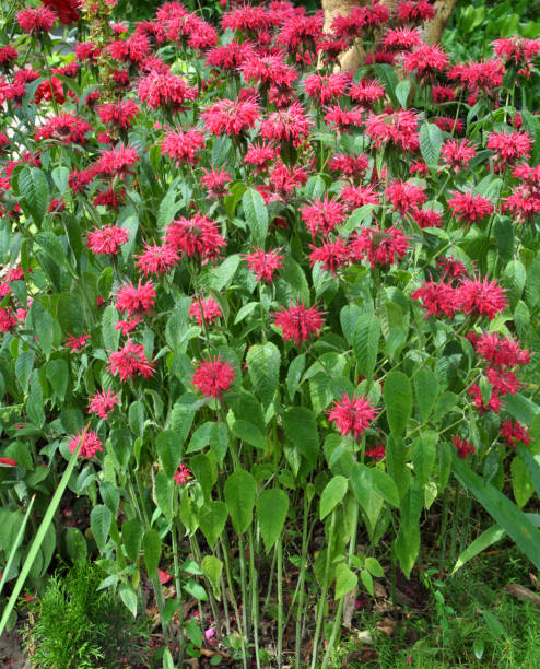 istock In the garden red flowers in bloom monarda 1413379601